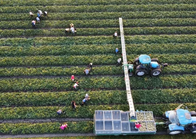 Harvesting Conveyor Belt for Melons | Dealers image | Mat-Harvesting | Search by application