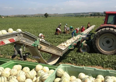 Harvesting Melons - Great Productivity