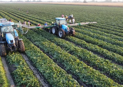 3 point Harvesting Belt for Vegetables