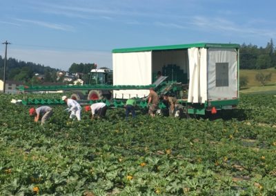 Foldable Harvesting belt