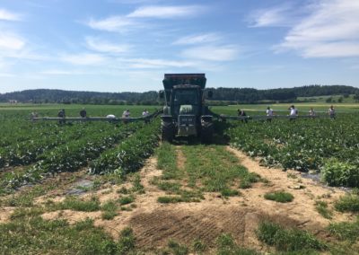 Doubel conveyor belt on trailer