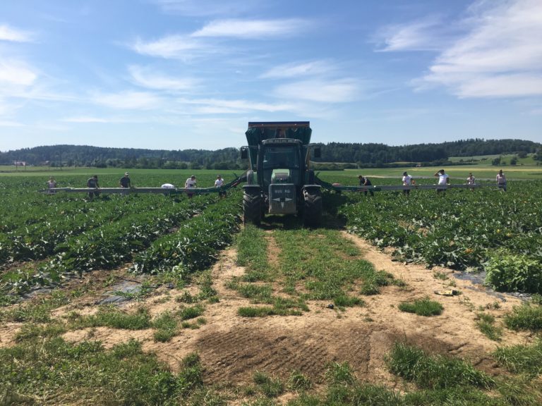 Doubel conveyor belt on trailer