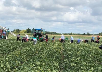 HARVESTING CONVEYOR BELT