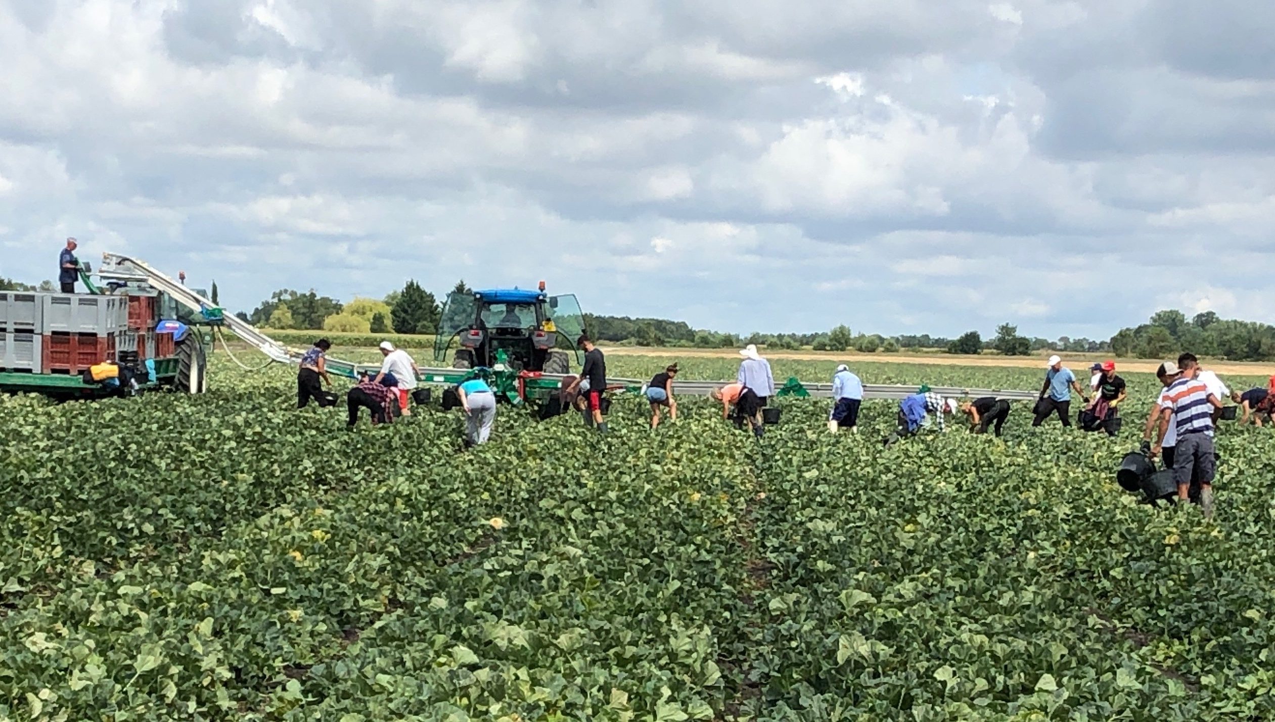 HARVESTING CONVEYOR BELT