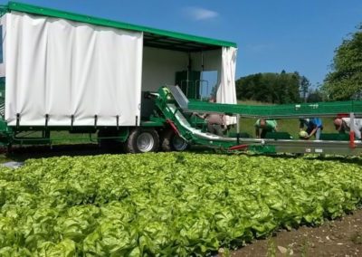 Vegetable harvesting trailer