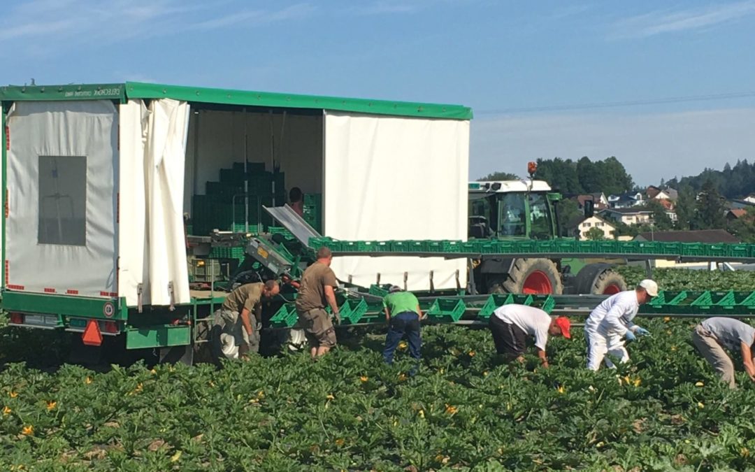 HARVESTING TRAILER FOR VEGETABLES