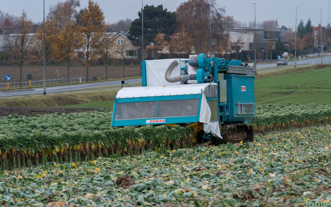 Brussels Sprouts Harvester  – 4 Row self propelled with Optical sorter