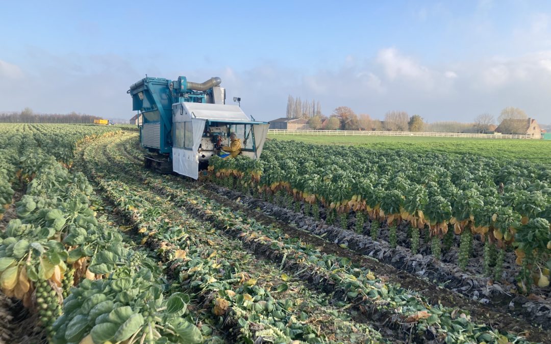 2 Row Brussels Sprouts Harvester – Self Propelled